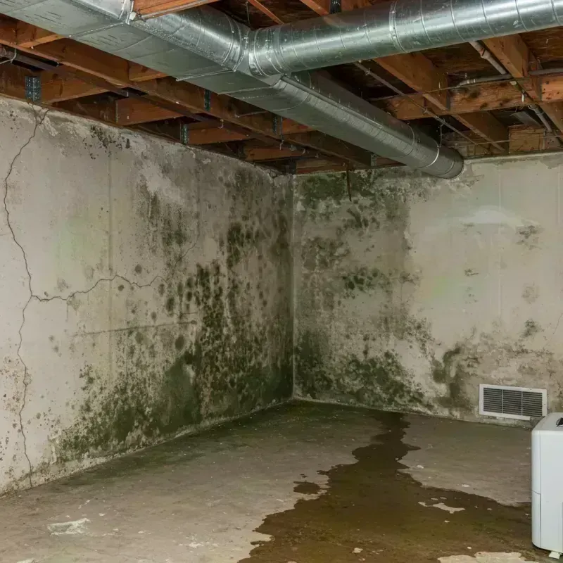 Professional Mold Removal in Washington County, IL